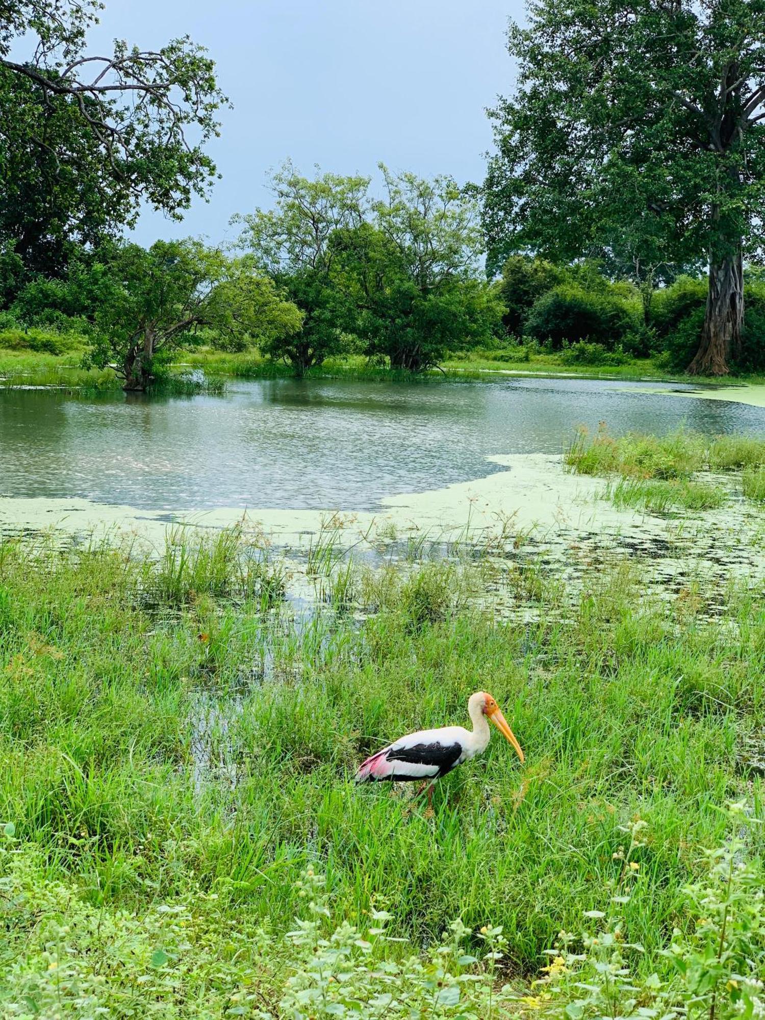Golden Pearl Safari Villa อุดาวาลาเว ภายนอก รูปภาพ